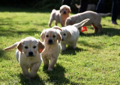 les chiots en famille d'accueil