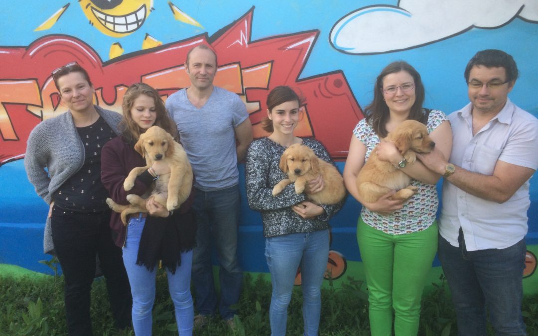 Trois nouveaux chiots à l’école