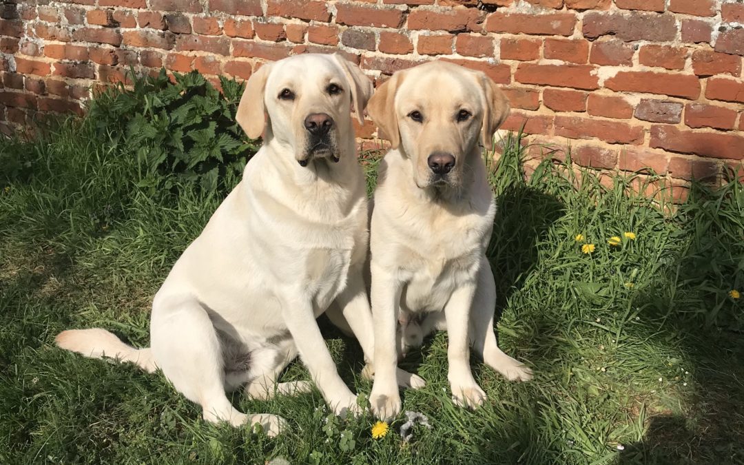 Les chiens pendant le confinement – Nao et Nolo