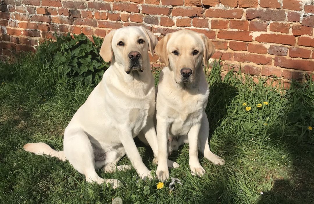 Les chiens pendant le confinement – Nao et Nolo