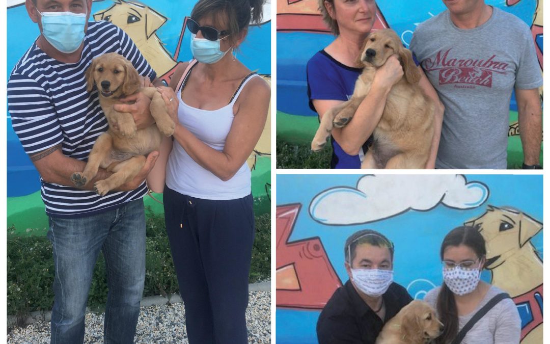 Nouveaux chiots à l&rsquo;école