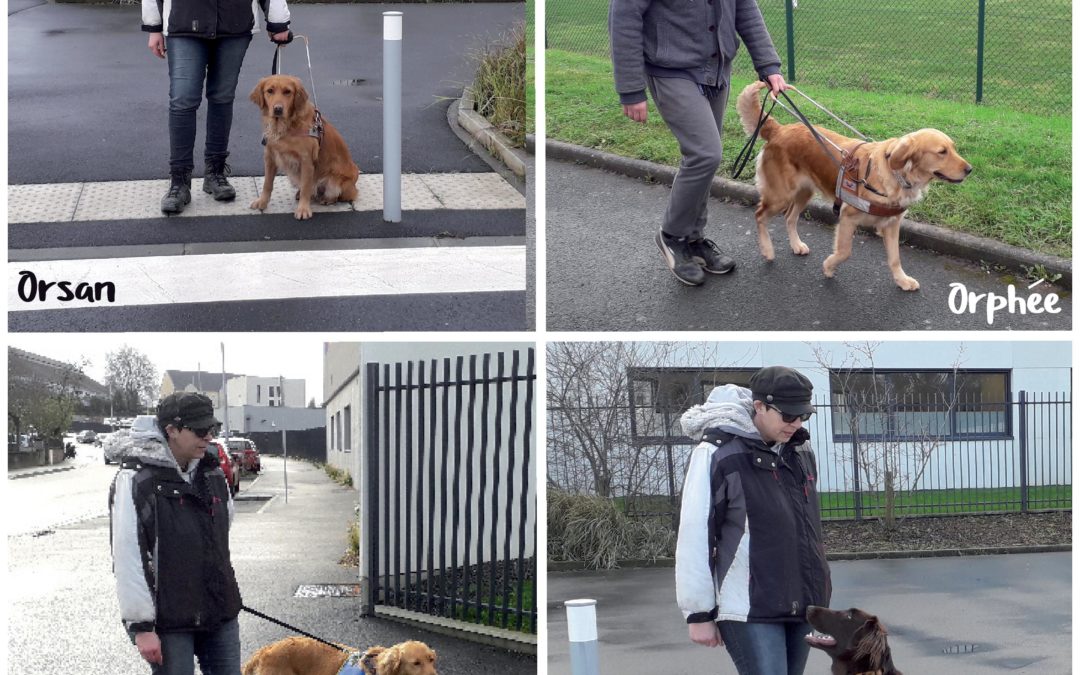 Les nouveaux élèves d&rsquo;A Vue de Truffe : Olia, Orphée, Orsan et Palma