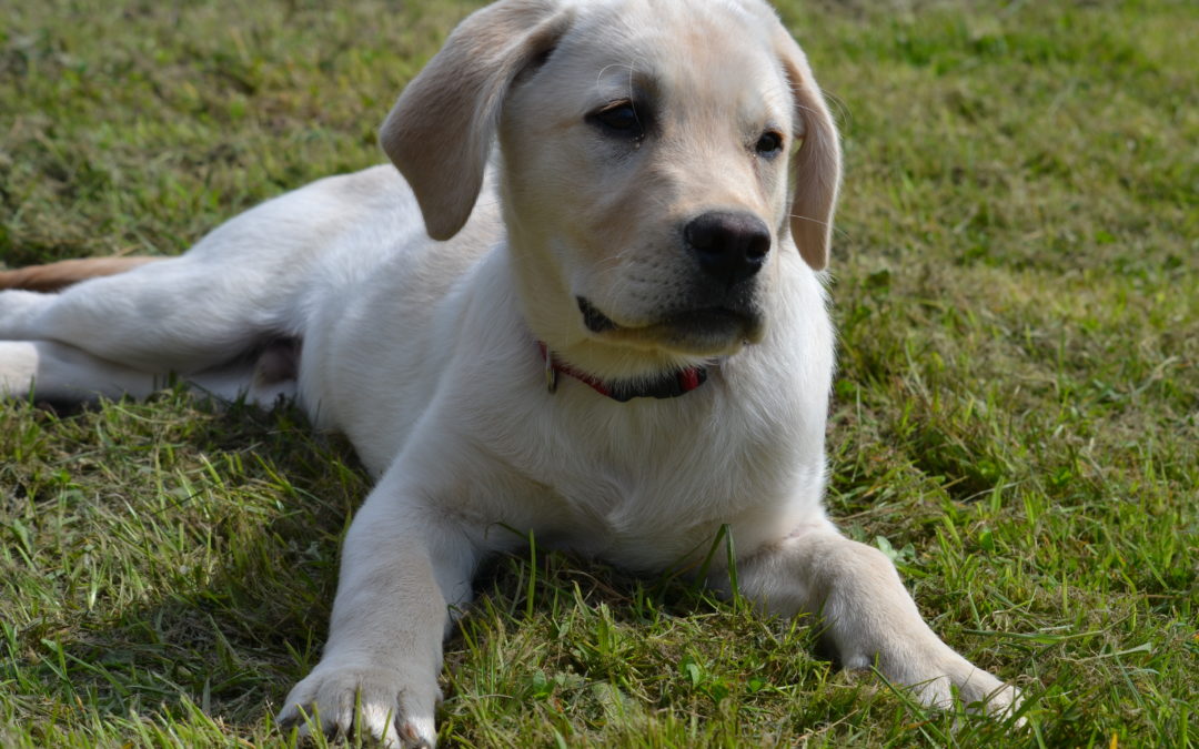 L’école recherche de nouvelles familles d’accueil d’un an