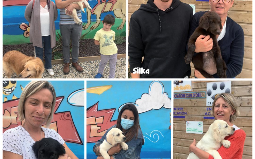 Les nouveaux chiots de l’école