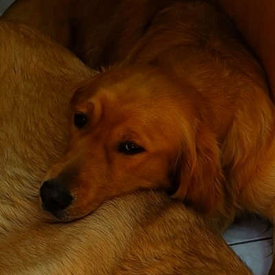 Rody