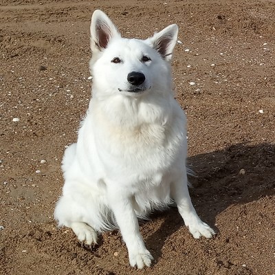 Rhoda
