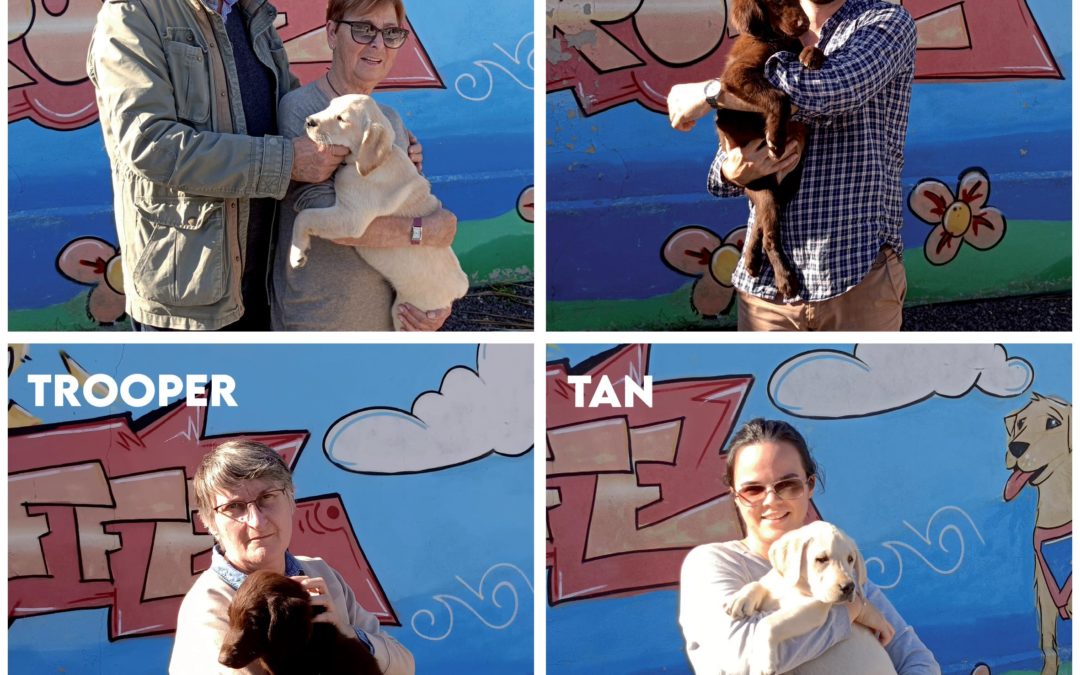 Les nouveaux chiots de l’école