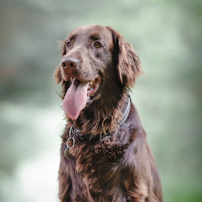 Rosco