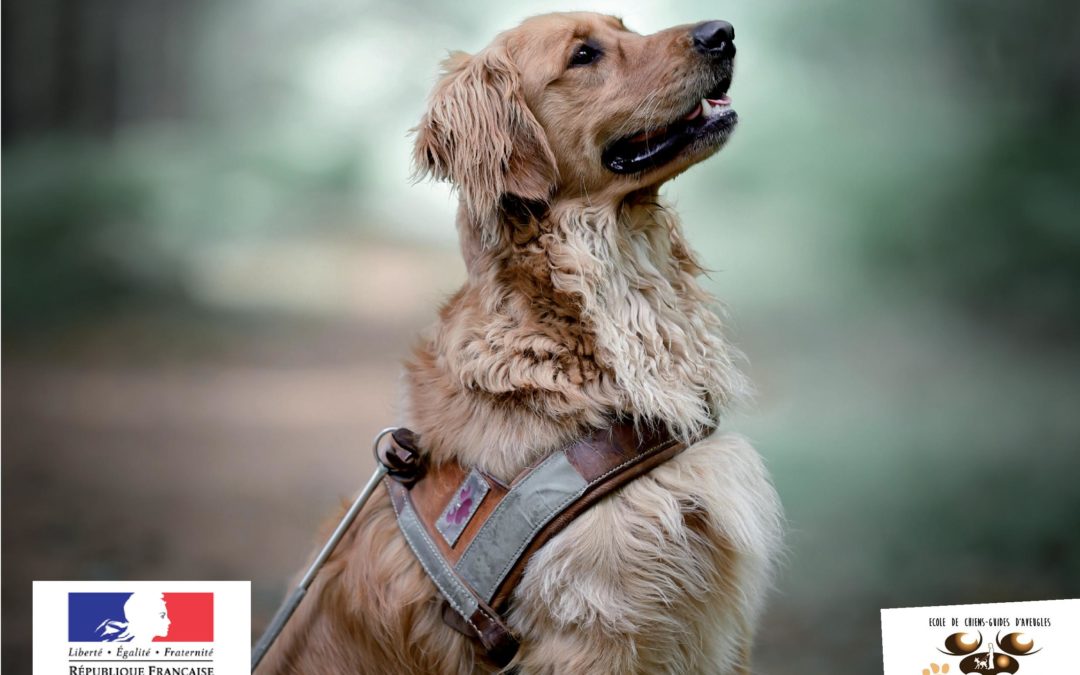 Labellisation de l’Ecole de Chiens-Guides Caen Normandie A Vue de Truffe