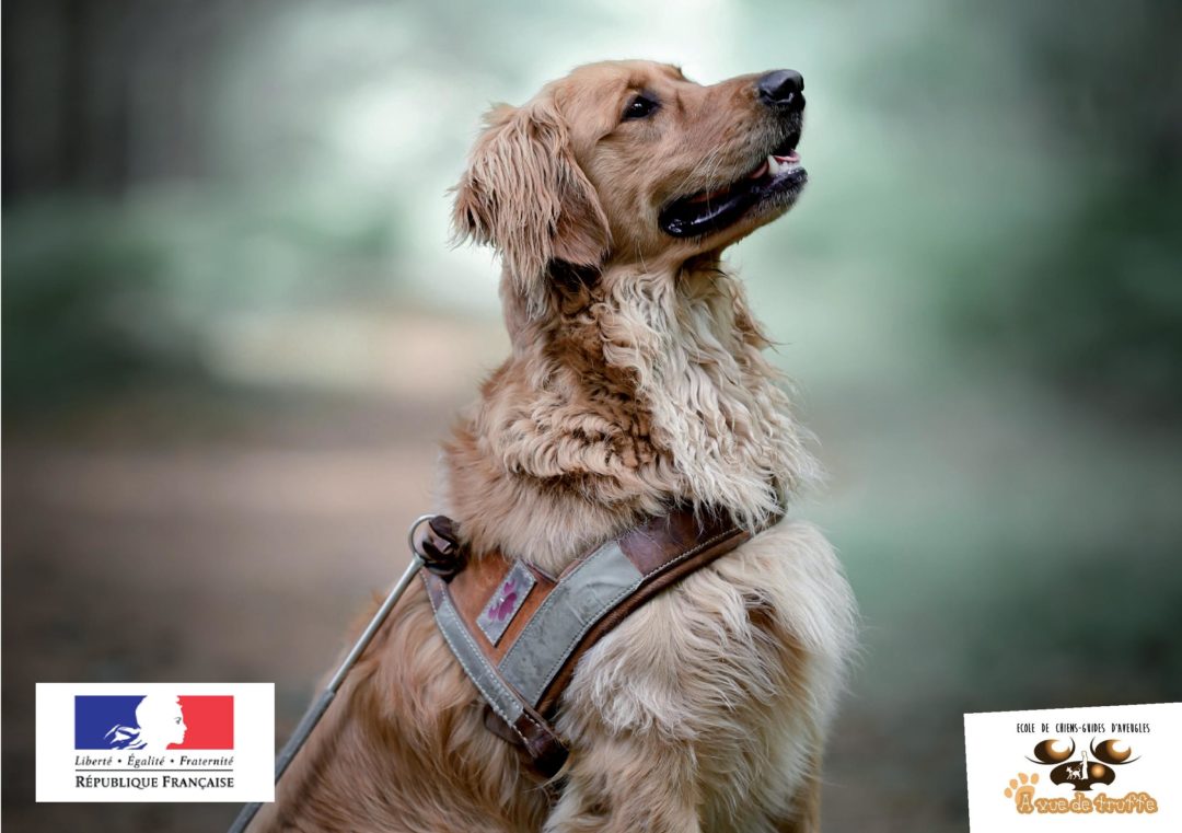 Labellisation de l’Ecole de Chiens-Guides Caen Normandie A Vue de Truffe