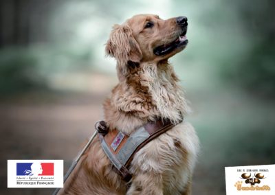 Labellisation de l’Ecole de Chiens-Guides Caen Normandie A Vue de Truffe