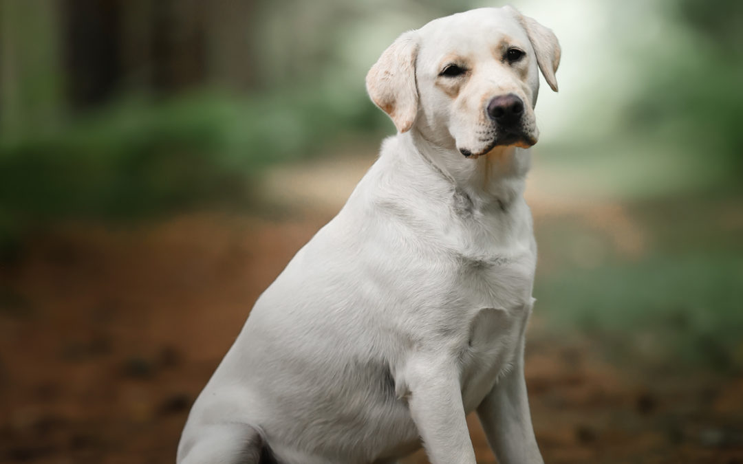 Adoption de Rubix, chien réformé