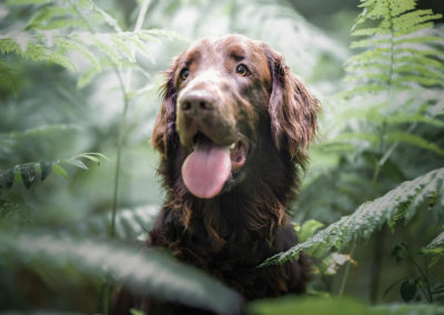 Rosco,flat-coat retriever