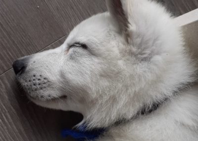 Taho, berger blanc Suisse