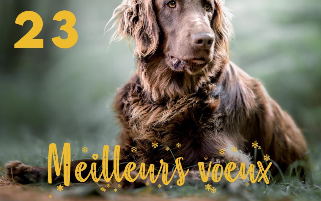 Meilleurs voeux pour 2023