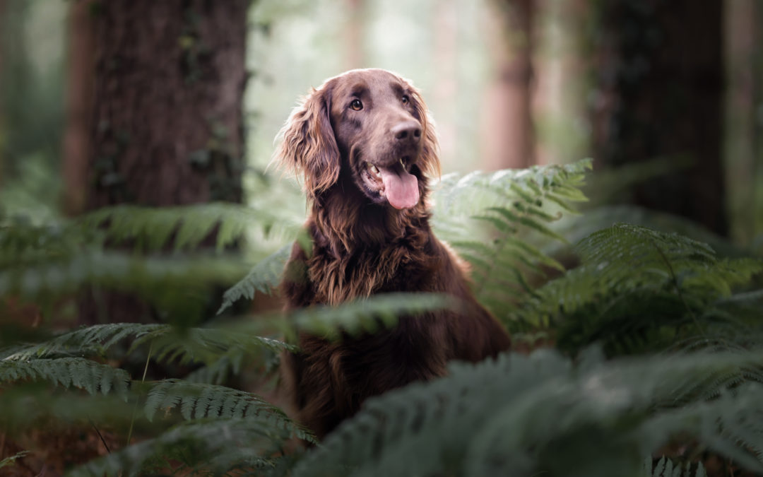 L’association recherche des familles d’accompagnement du soir