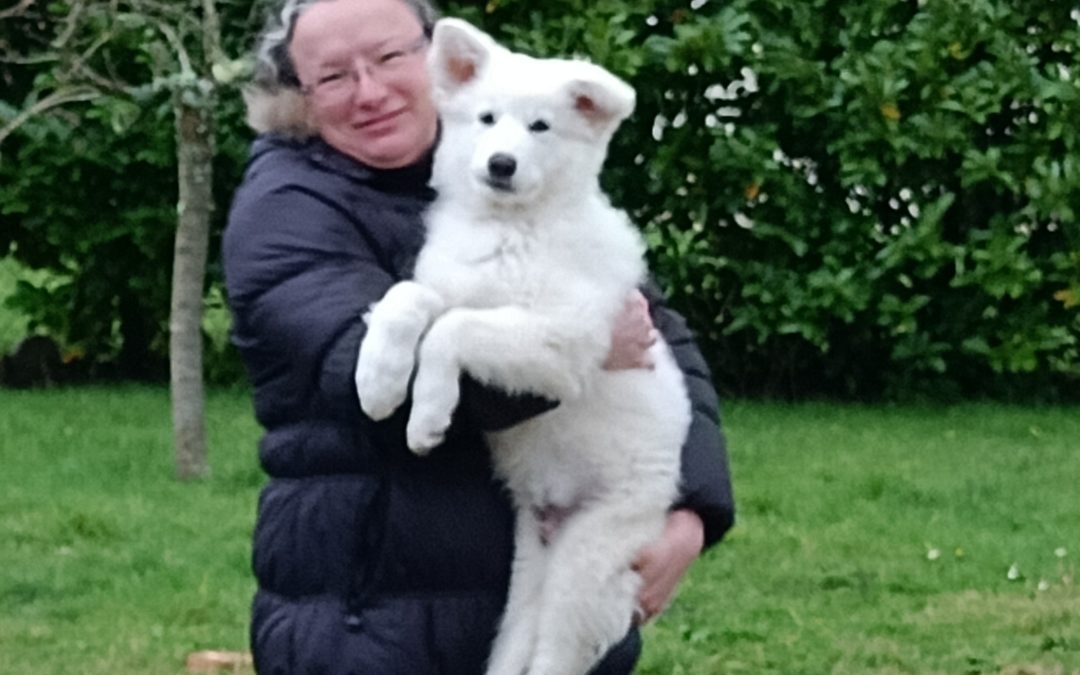 Torm, nouveau chiot berger blanc Suisse à l’association