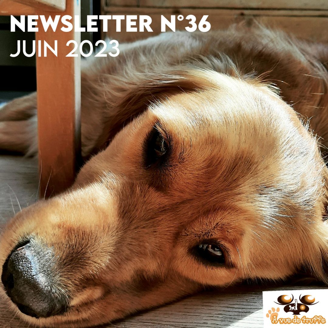 Newsletter n°36 – Juin 2023