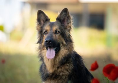 Recherche de famille d’adoption pour Saxo, berger Allemand