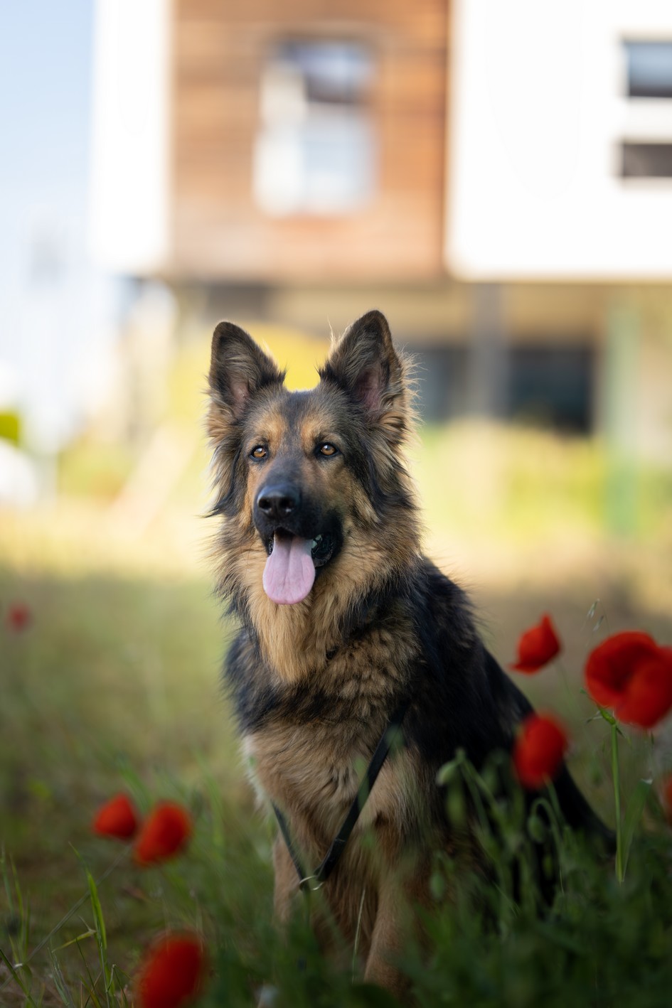 Recherche de famille d’adoption pour Saxo, berger Allemand