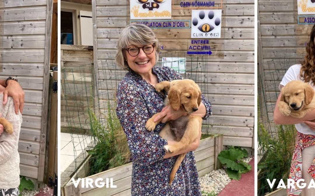 Les nouveaux chiots de l’école