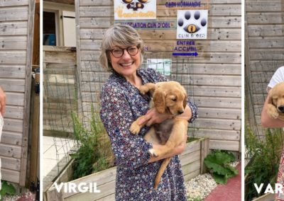 Les nouveaux chiots de l’école