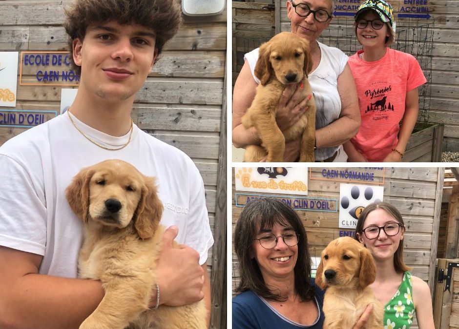 Les nouveaux chiots de l’école