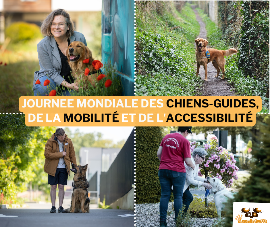 Journée mondiale des chiens-guides, de la mobilité et de l’accessibilité