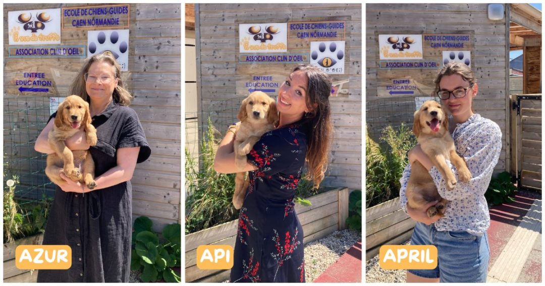 Azur, Api et April, les nouveaux chiots de l’école