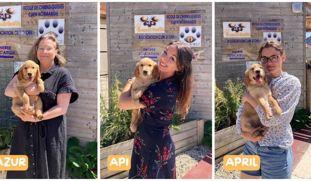 Azur, Api et April, les nouveaux chiots de l’école