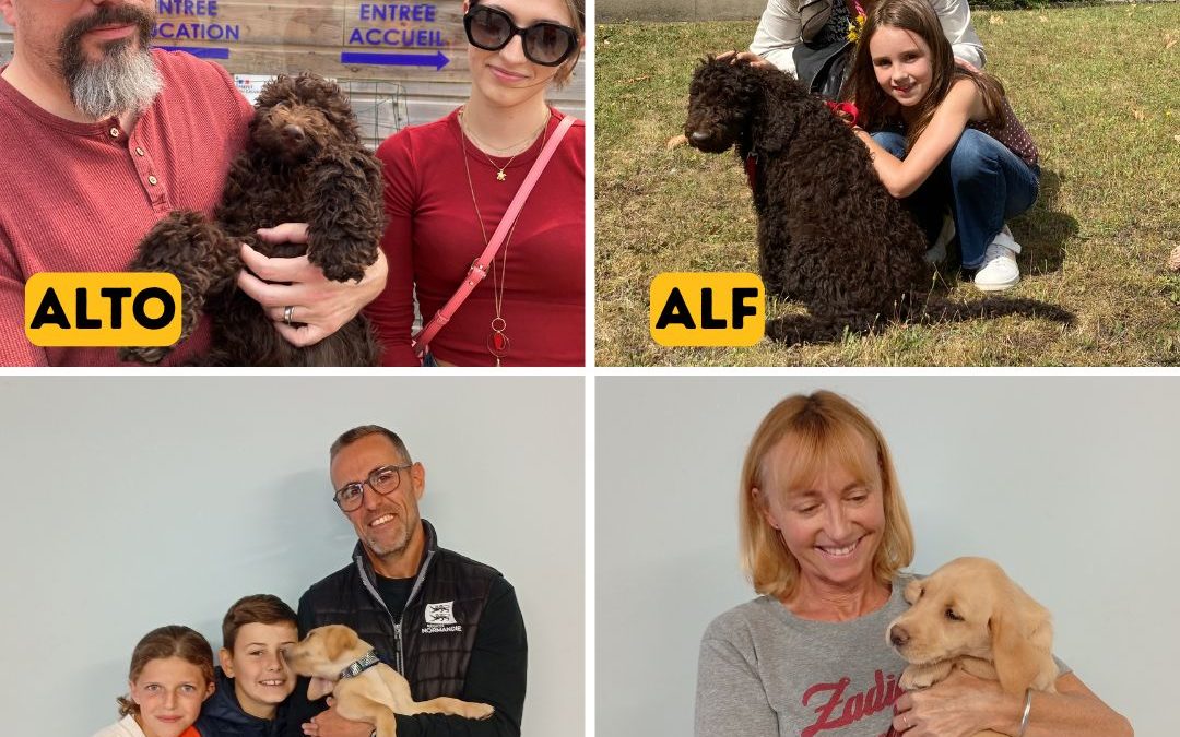 Les nouveaux chiots de l’école