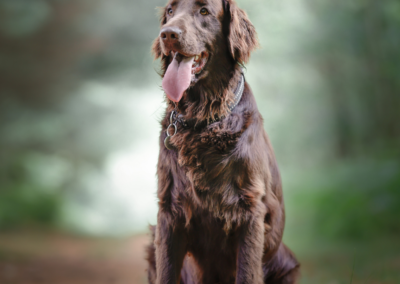 Recherche de famille pour Rosco