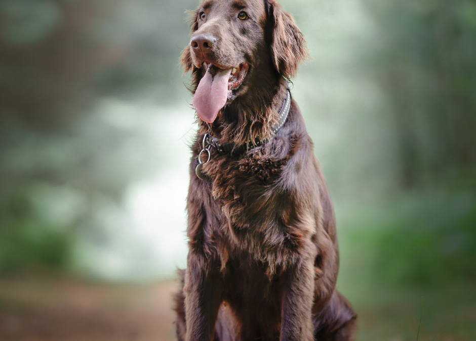 Recherche de famille pour Rosco