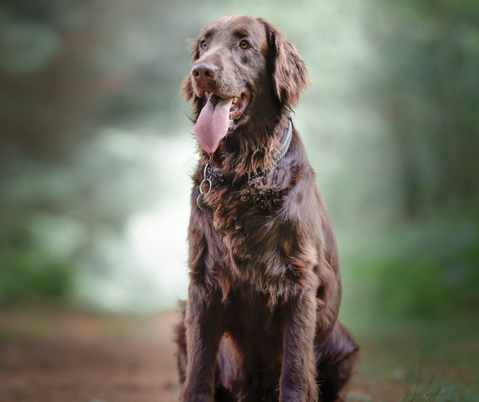 Recherche de famille pour Rosco