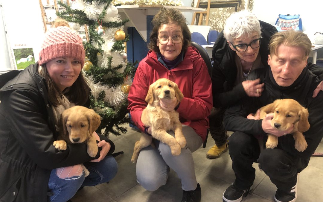 Bienvenue aux nouveaux chiots !