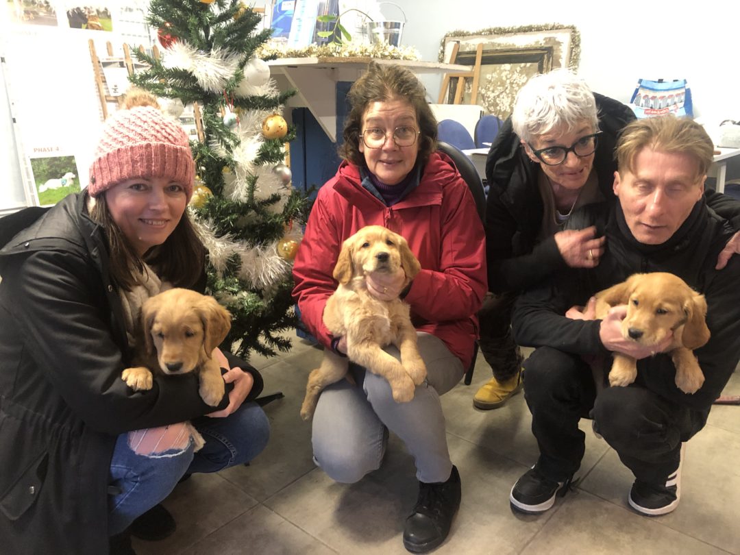 Bienvenue aux nouveaux chiots !