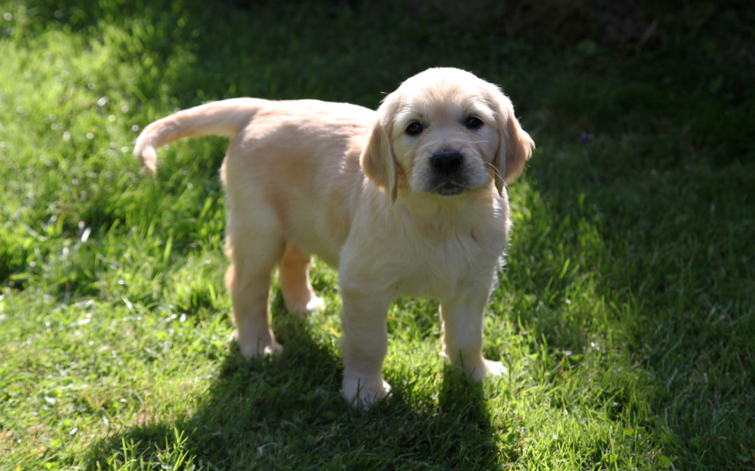 Recherche de familles d&rsquo;accompagnement